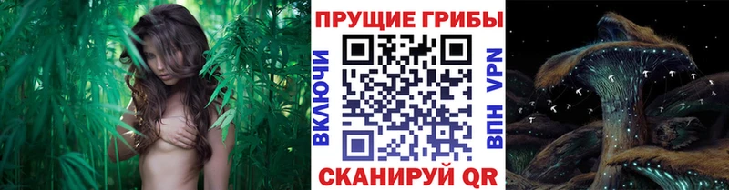 Галлюциногенные грибы мухоморы  площадка телеграм  Шлиссельбург 